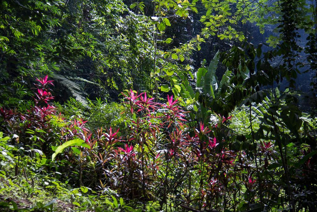 Se Ua Bed & Breakfast Manzanillo  Bagian luar foto